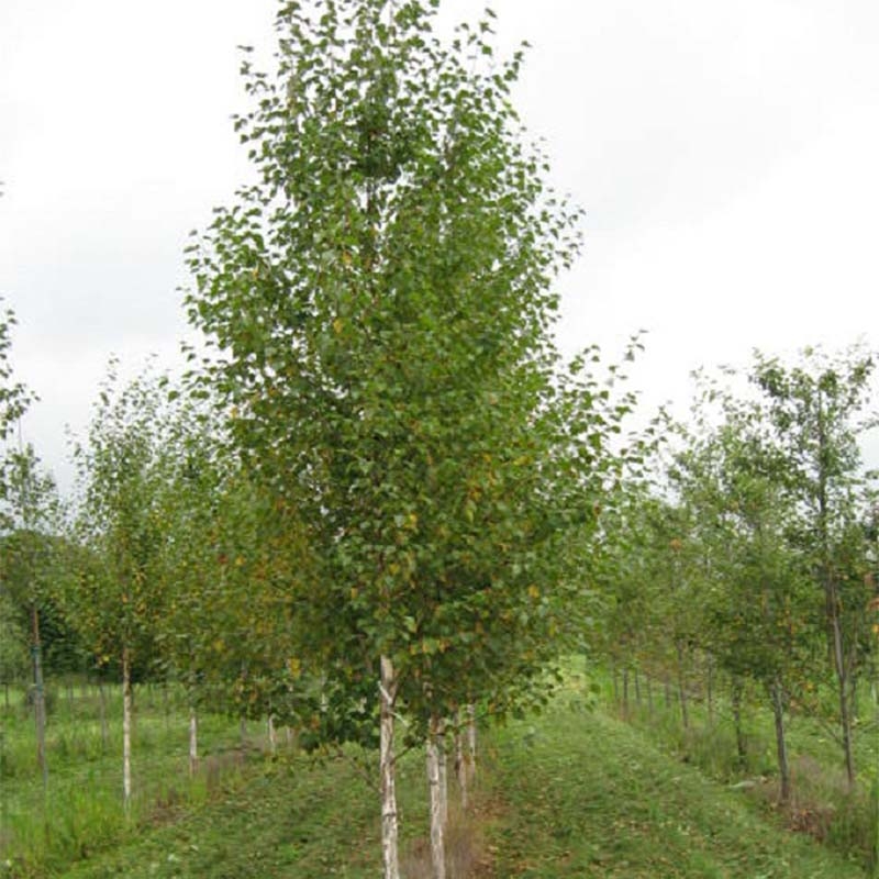 Береза черная или Приречная (Betula nigra) 
