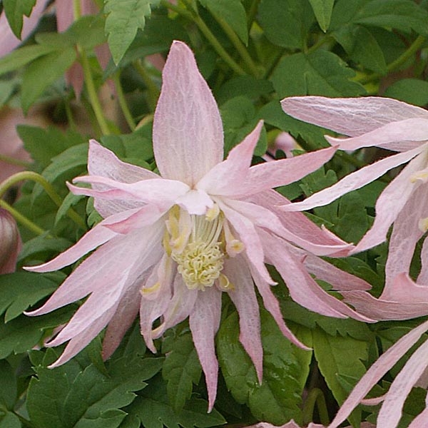 Clematis macropetala Country Rose