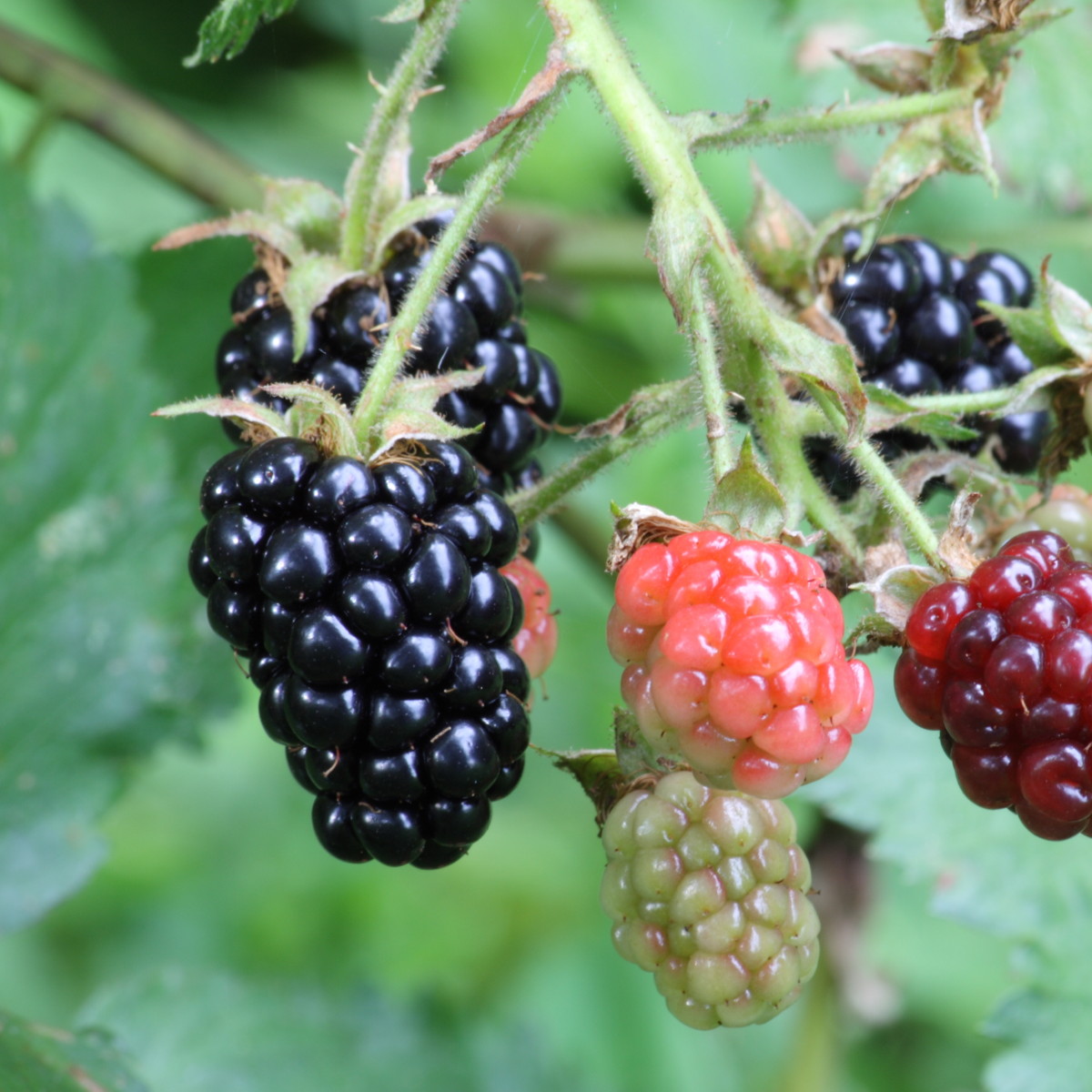 Mûrier Black Satin Rubus fruticosus Mûre sans épines autofertile