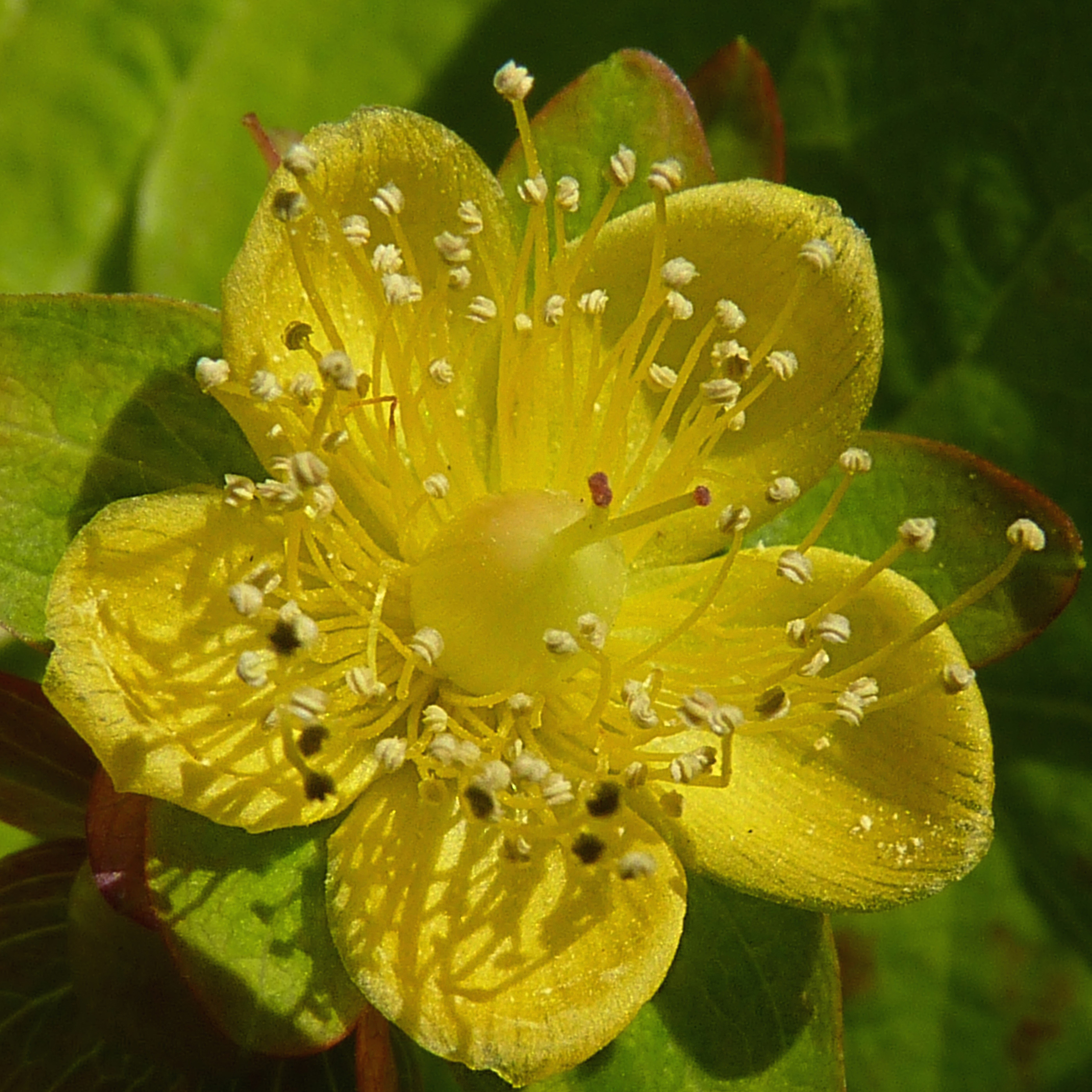 Hypericum Golden Beacon - Millepertuis doré à feuilles ...