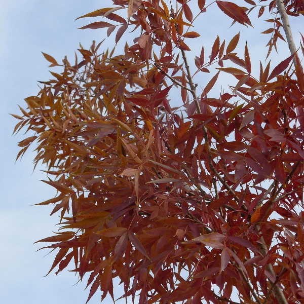 Fraxinus angustifolia Raywood v ecos de pedra 781625 3