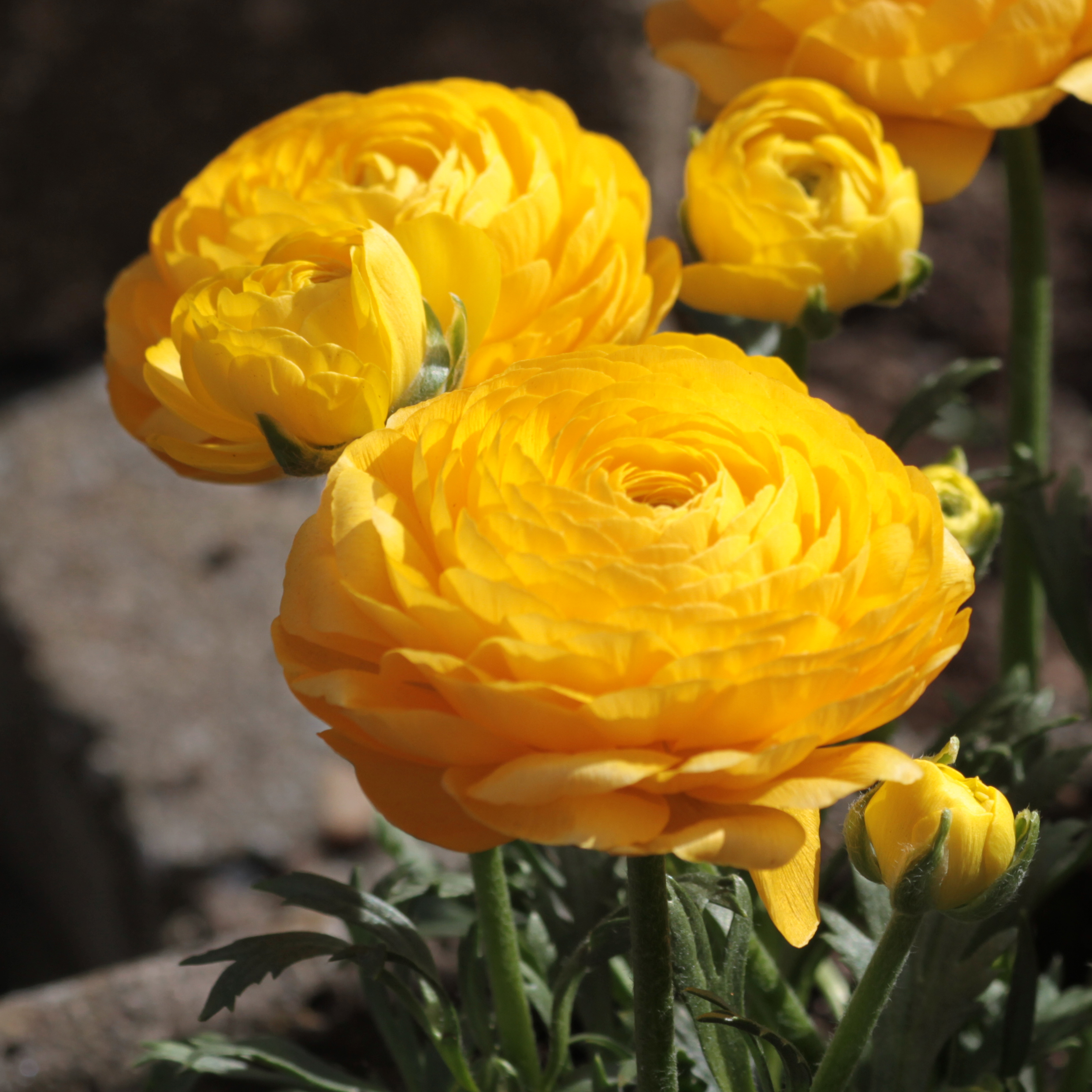 Renoncule-fleur-double-jaune-80699-2.jpg