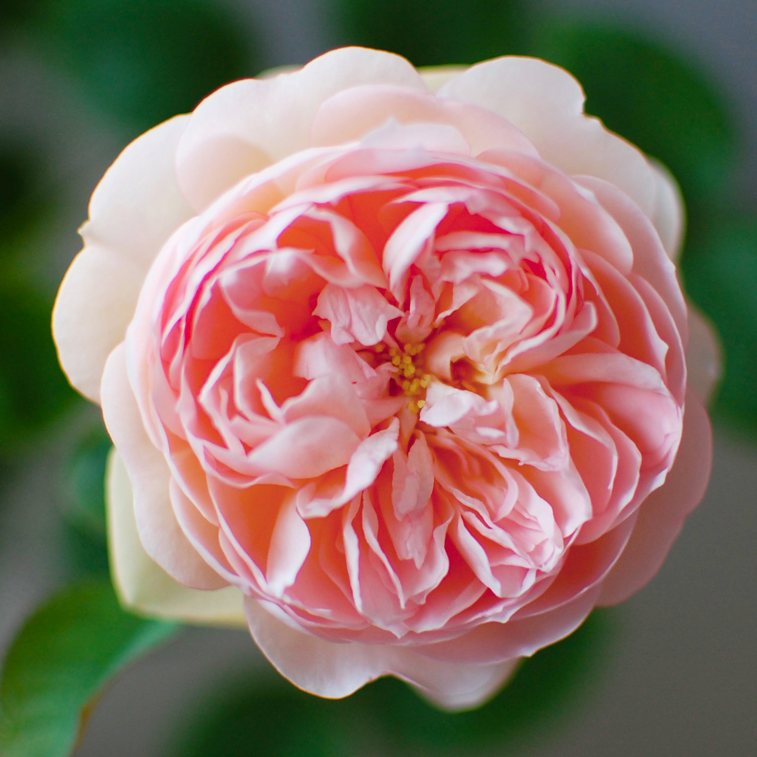 Rosa Gentle Hermione® Ausrumba Rose Anglaise David Austin Des