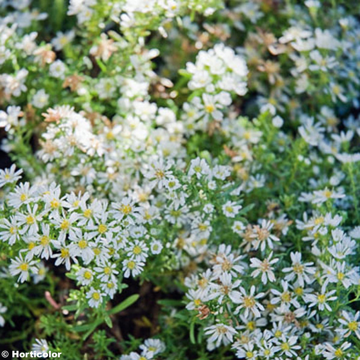 L Aster Ericoides F Prostratus Snow Flurry De Grandes Fleurs Sur Un Feuillage Vert Sombre