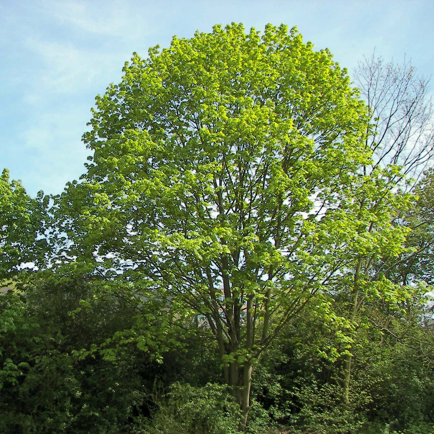 Acer Platanoides Érable Plane Grand Arbre Européen Vigoureux Et