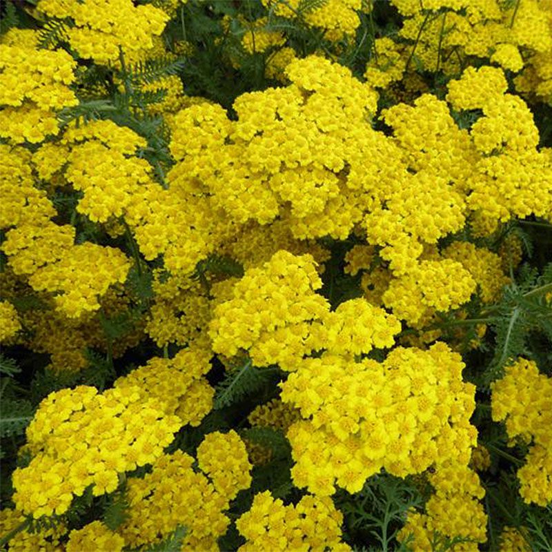 Achillea Little Moonshine Une Achillee Jaune Vif Version Compacte Et Precoce De Moonshine