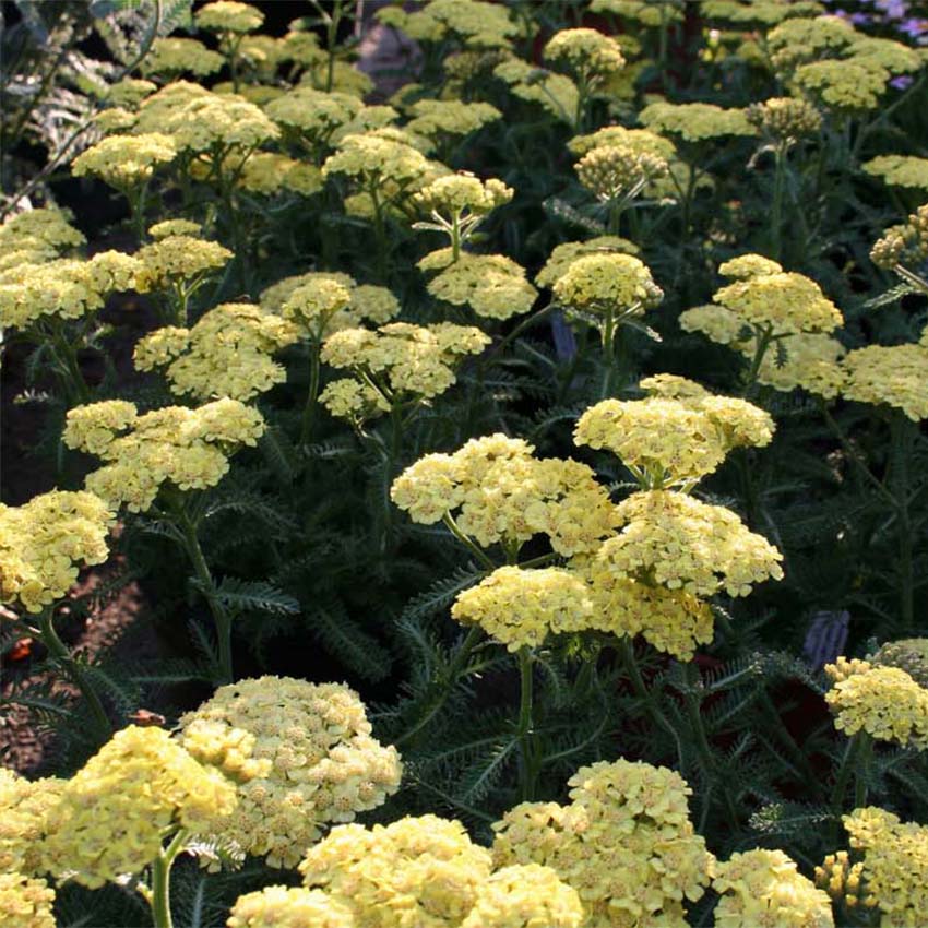 Achillea millefolium Desert Eve Yellow (Yarrow) - Achillée millefeuille ...