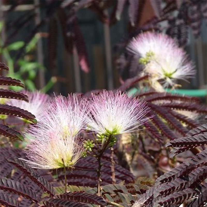 Albizia julibrissin Summer Chocolate - Arbre à soie au ...