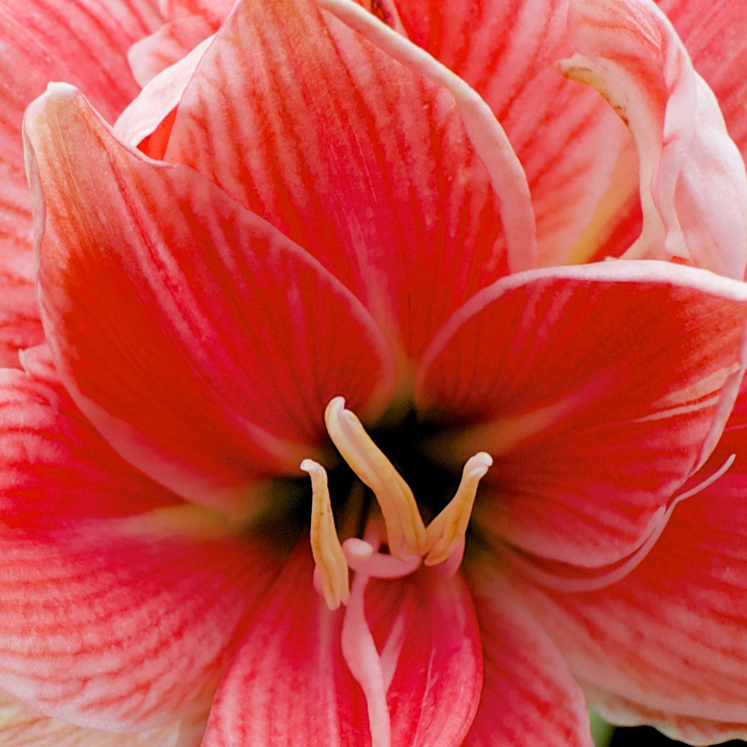 Amaryllis Sweet Nymph - Hippeastrum - Fleurs doubles roses veiné de rouge.