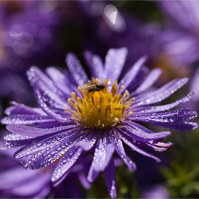 L'Aster azureus, des fleurs de marguerite bleu pâle.