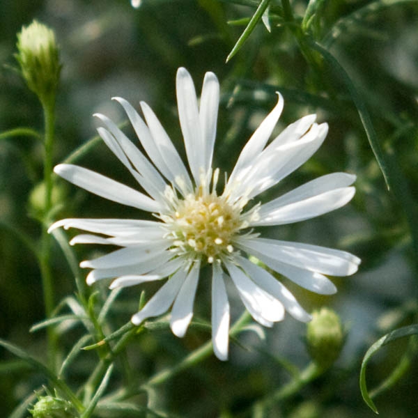 Aster pringlei Monte Cassino – Une myriade de fleurs blanches et or