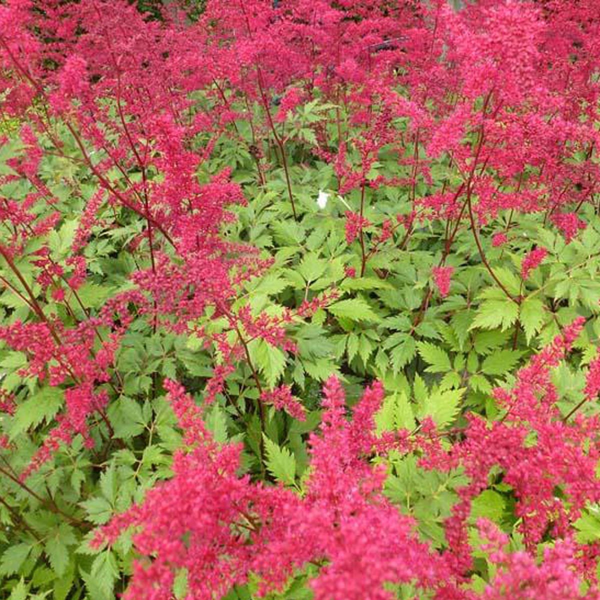 Astilbe arendsii Spinell – Une grande vivace plumeuses rouge carminé