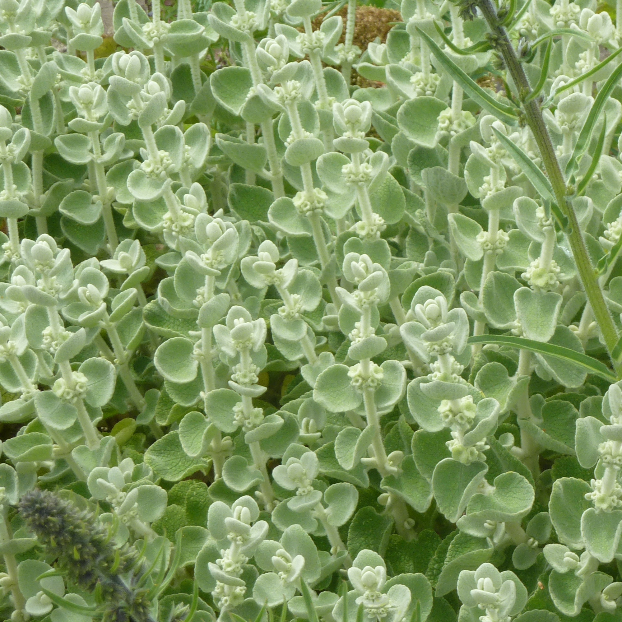 Ballota Pseudodictamnus - Ballote Vivace Méditerranéenne