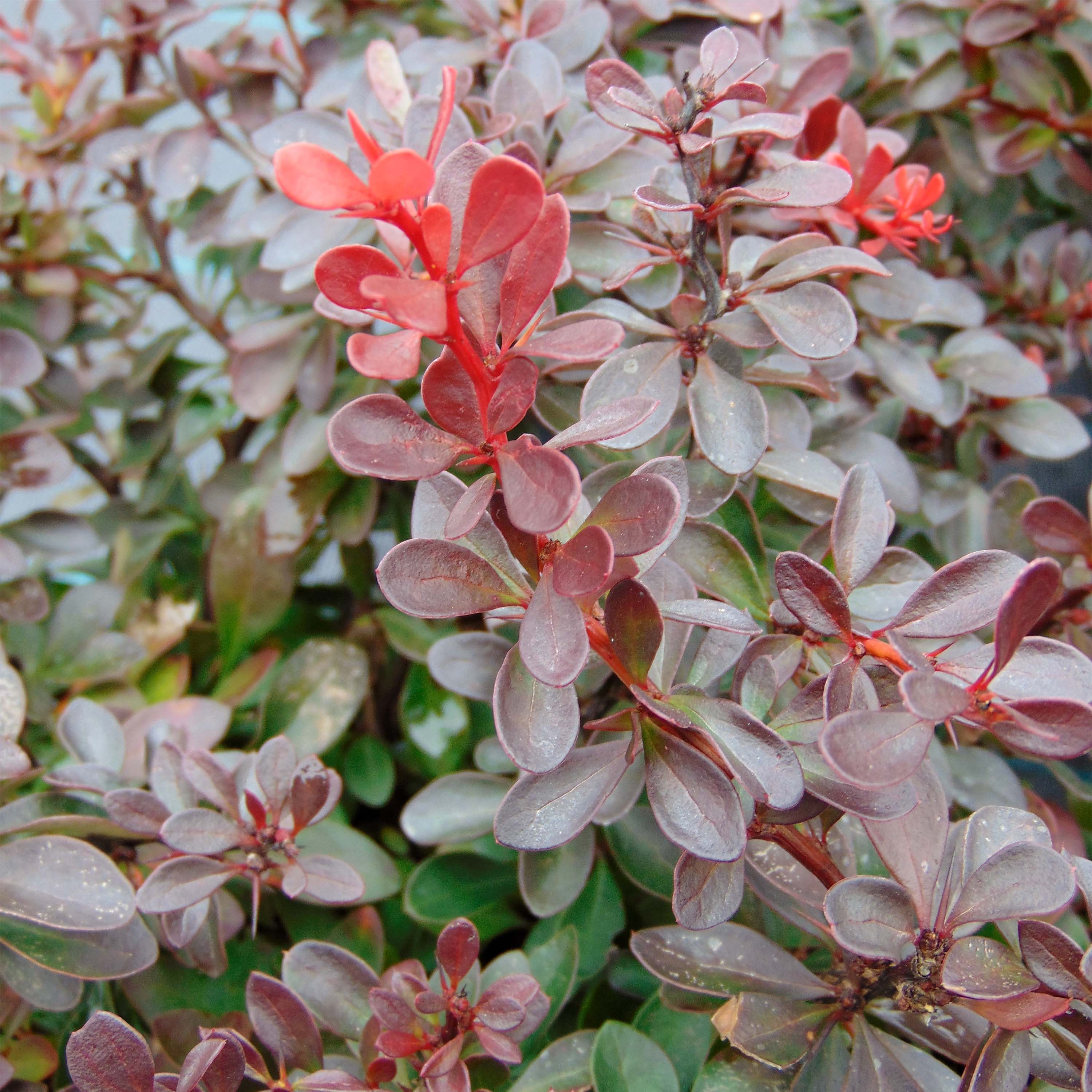 Berberis Thunbergii Atropurpurea Nana Epine Vinette Naine Pourpre