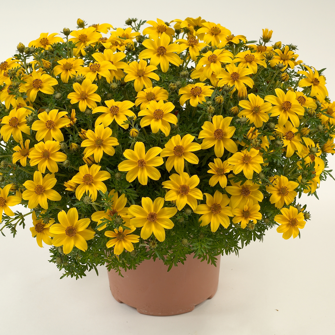 Bidens ferulifolia Yellow Charm - Annuelle compacte et luxuriante.