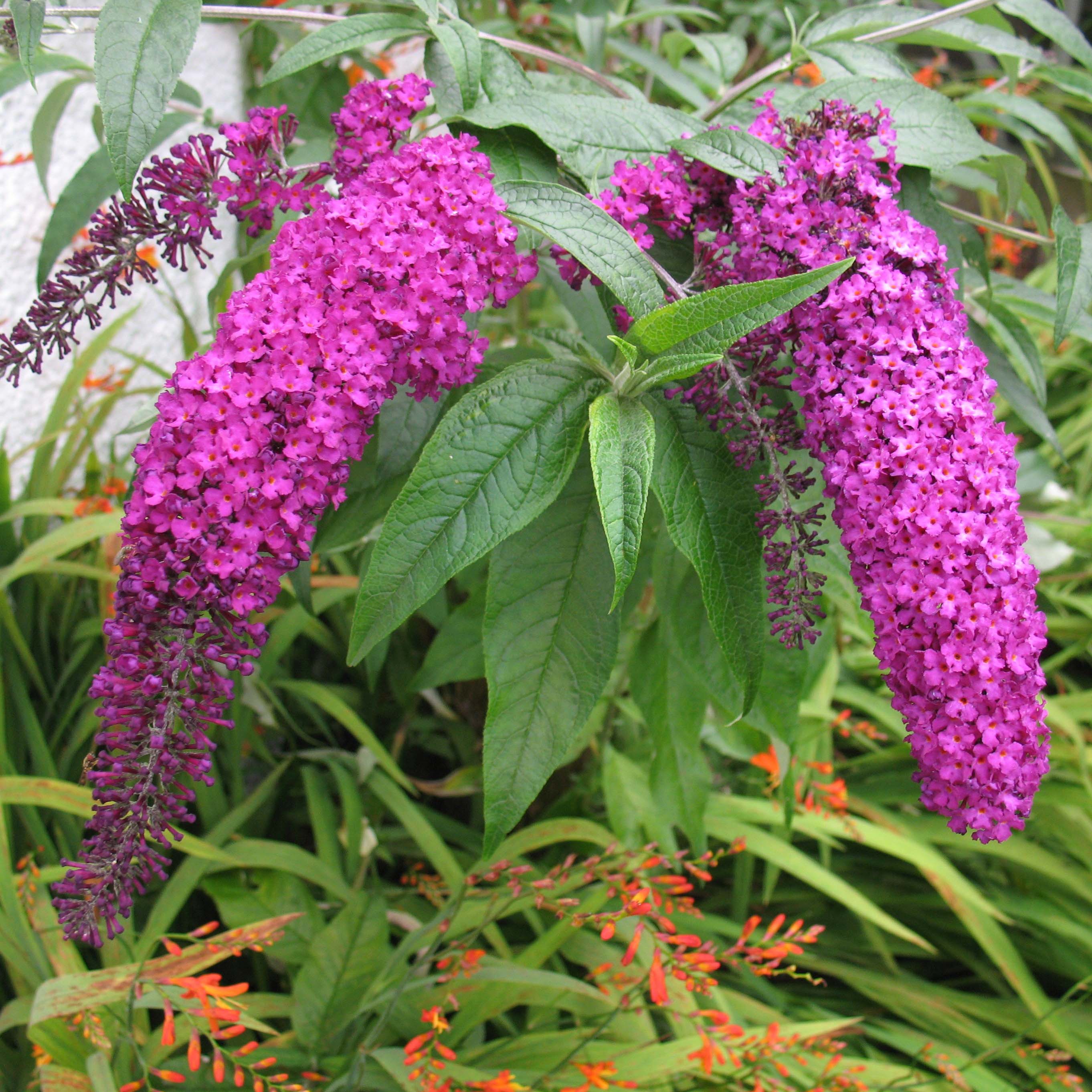 Buddleia davidii Royal Red - Arbre à papillons à fleurs rouge-violacé