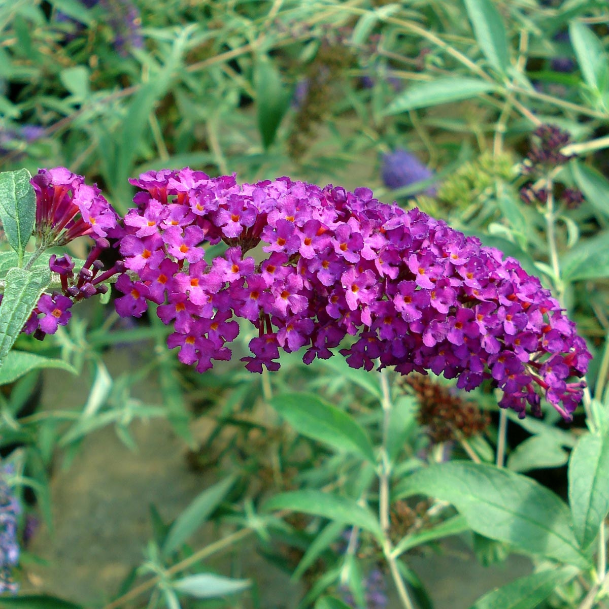 Buddleia davidii Royal Red - Arbre à papillons à fleurs rouge-violacé