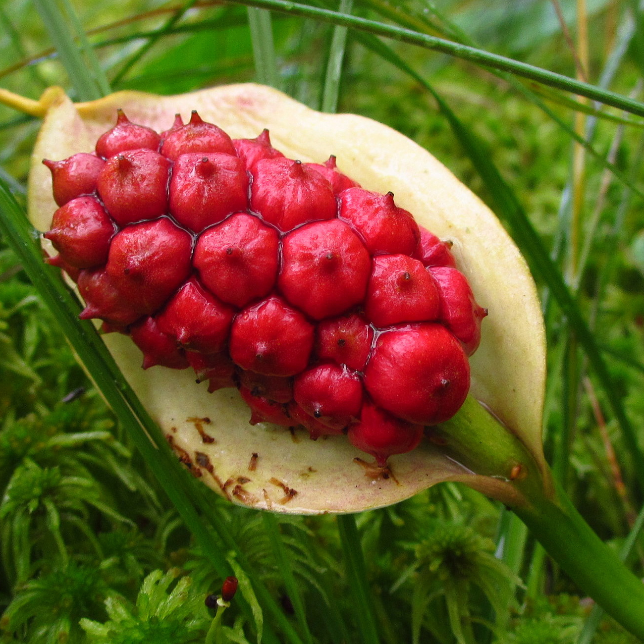 Белокрыльник болотный ягода семена