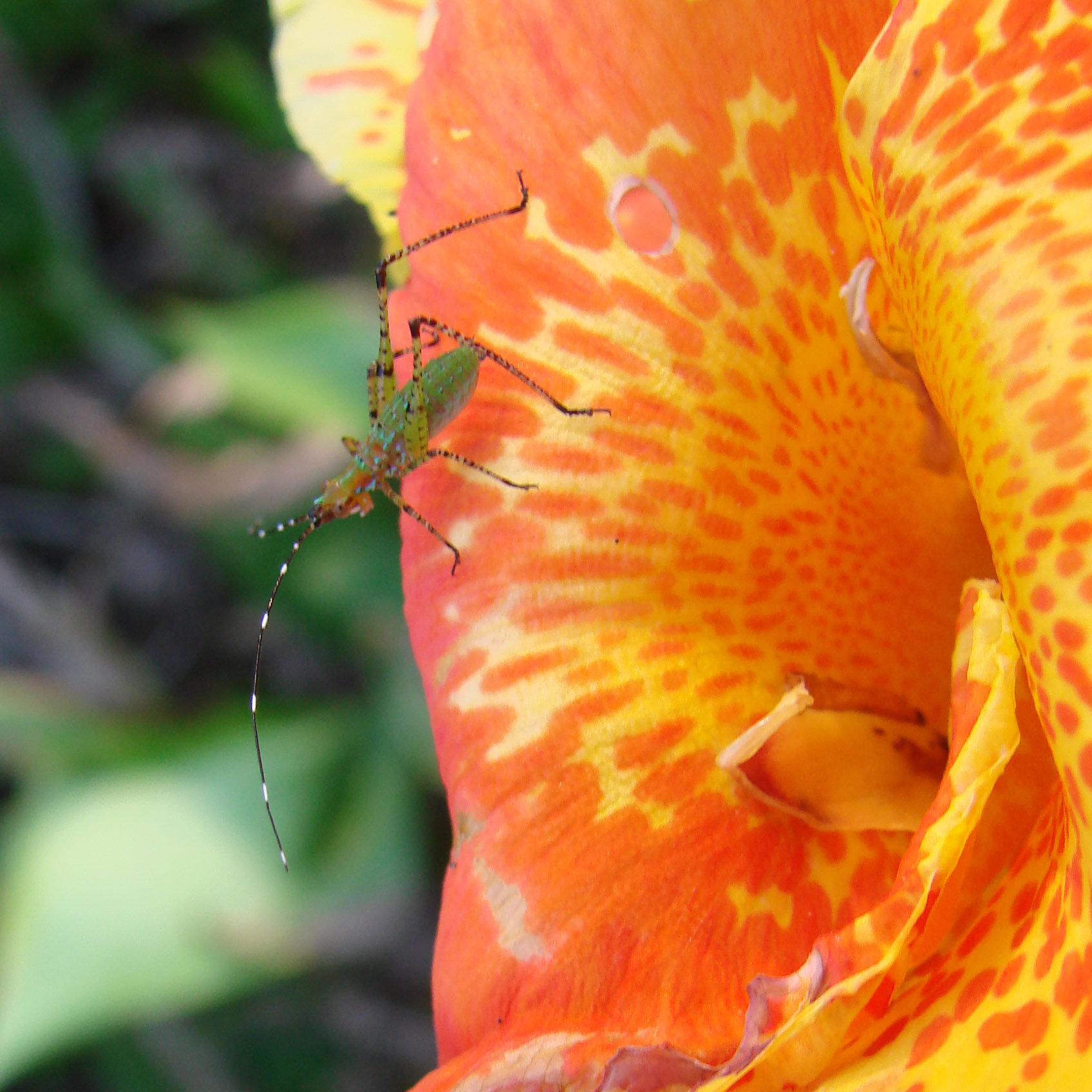 Canna Petit Poucet Balisier nain à fleurs irrégulièrement pictées de