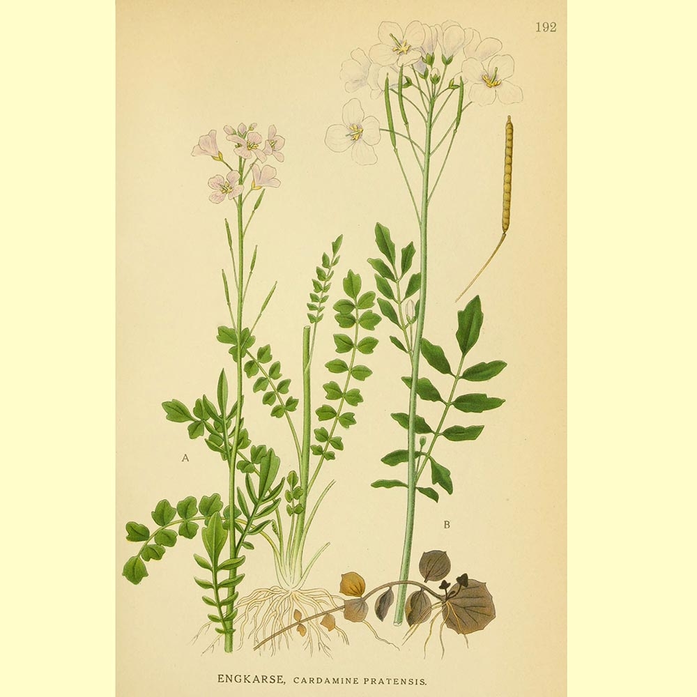 Cardamine pratensis