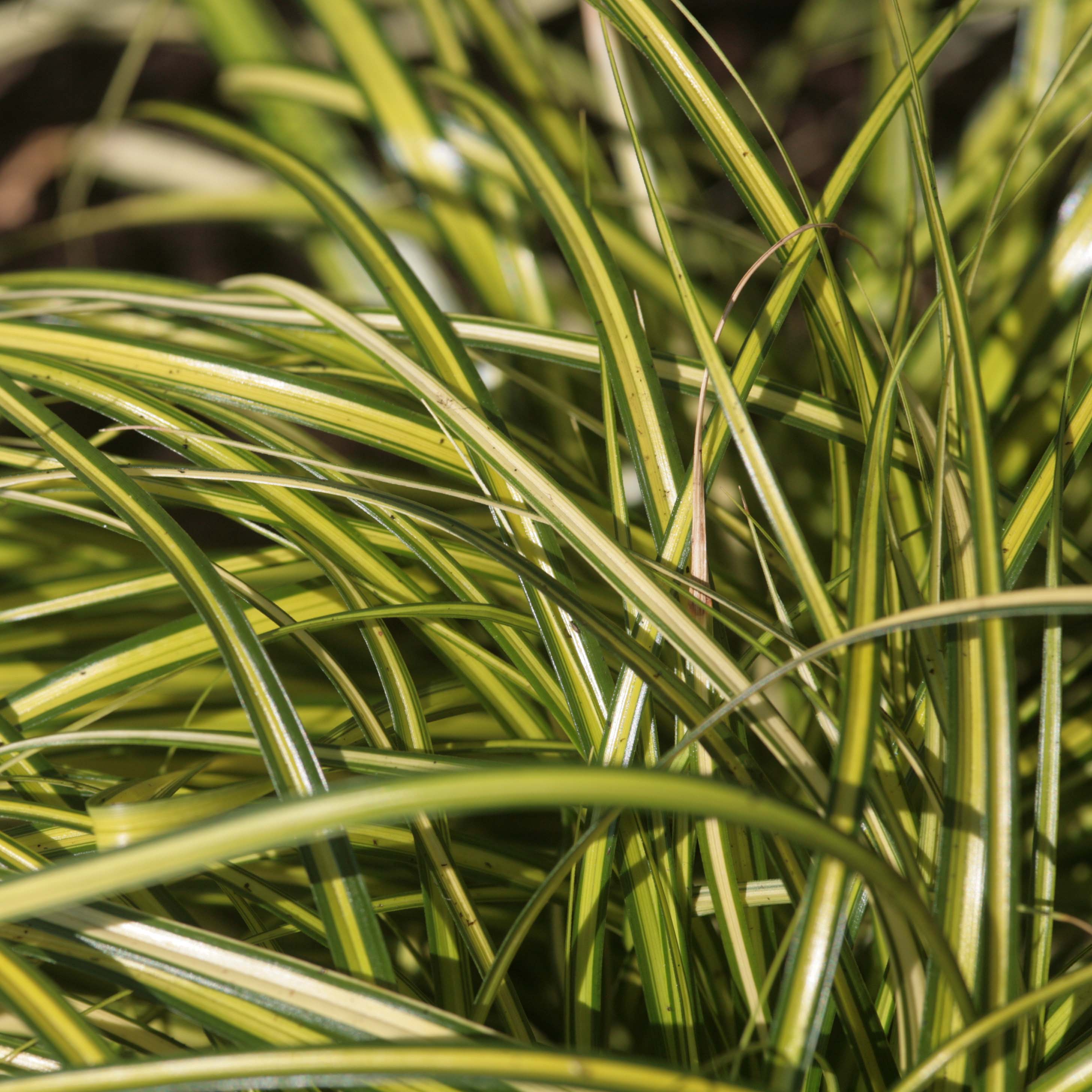 Carex oshimensis Eversheen - Laîche d'Oshima à feuillage panaché de ...