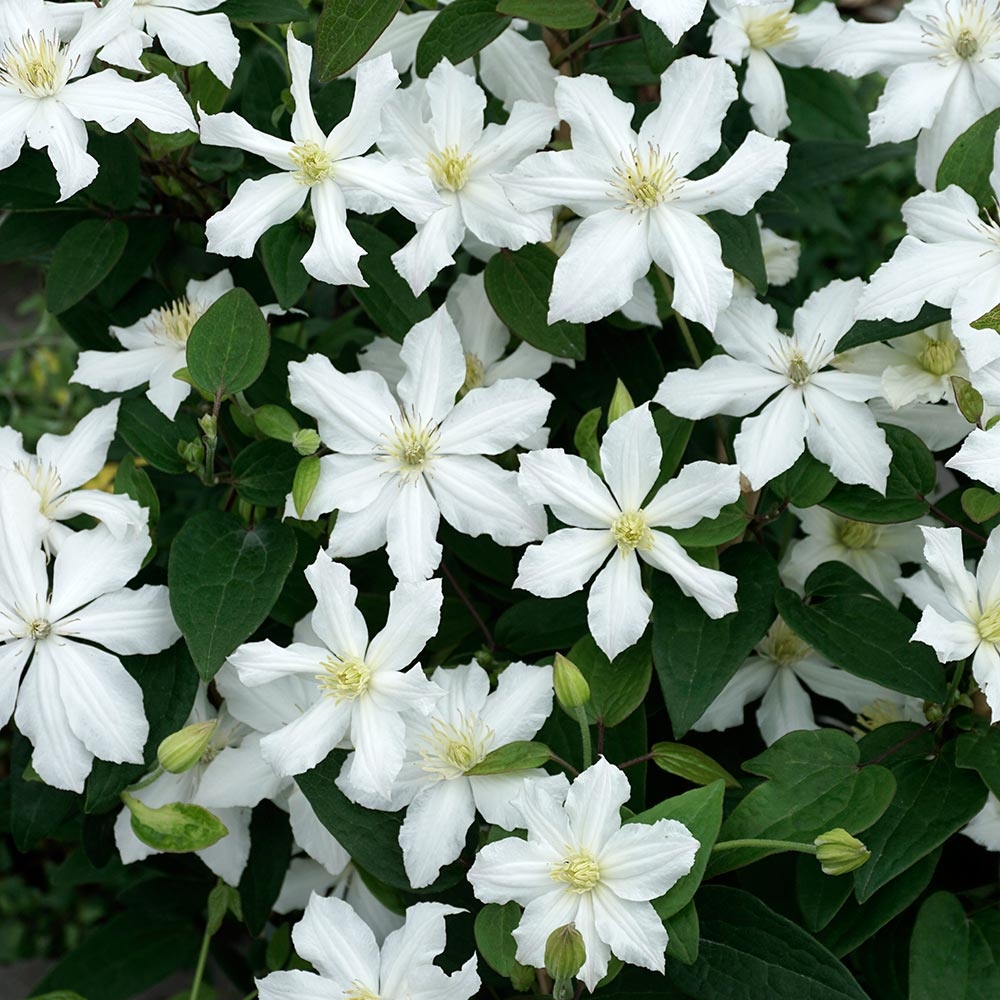 Клематис white arabella фото и описание