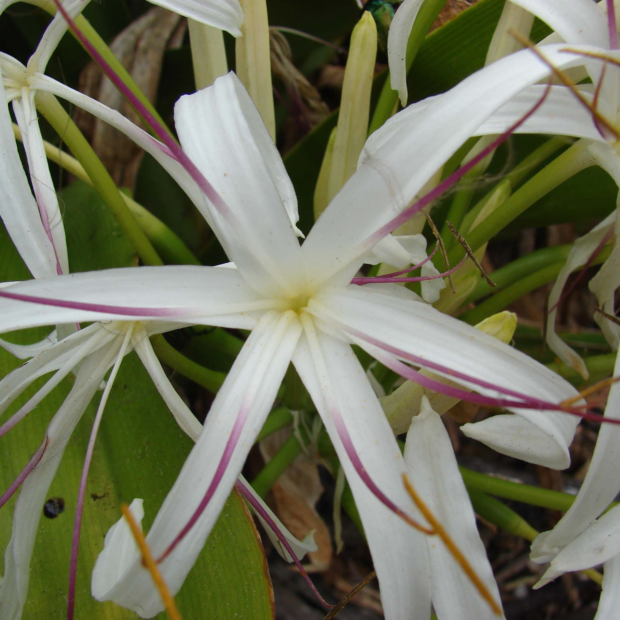  Crinum asiaticum  Crinum  asiatique Bulbeuse tropicale 