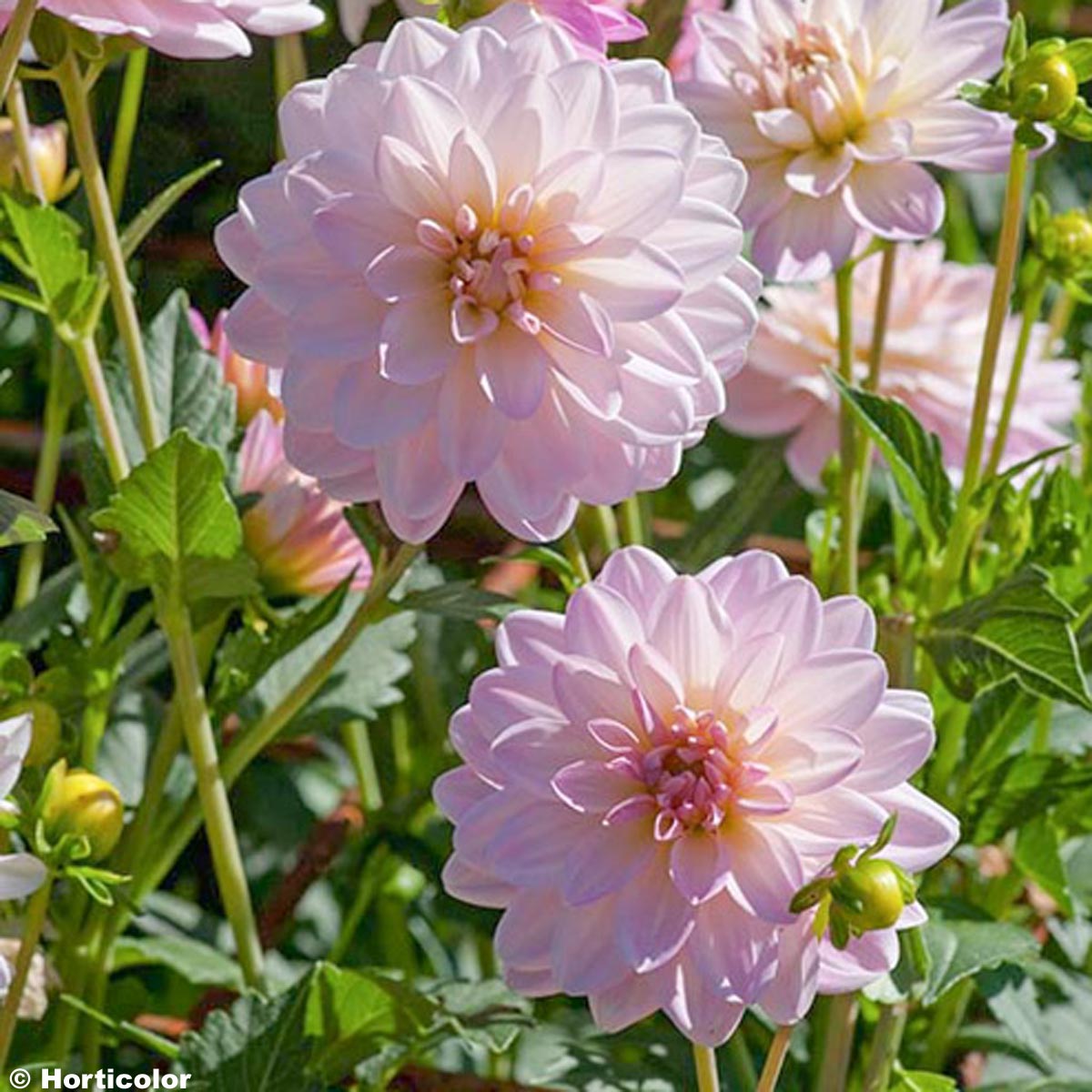 DAHLIA ABRIDGE PORCELAIN 6956 1