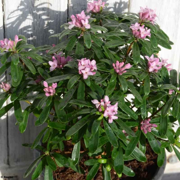 Daphne X Transatlantica Pink Fragrance Arbrisseau En Fleurs 5 Mois 2082