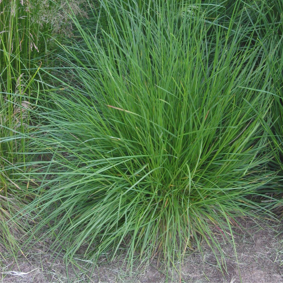 Луговик дернистый (Deschampsia cespitosa \`Goldschleier\`)