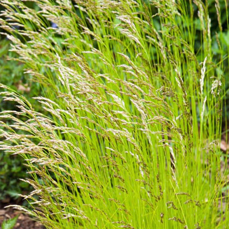 Deschampsia flexuosa Tatra Gold - Canche flexueuse ...