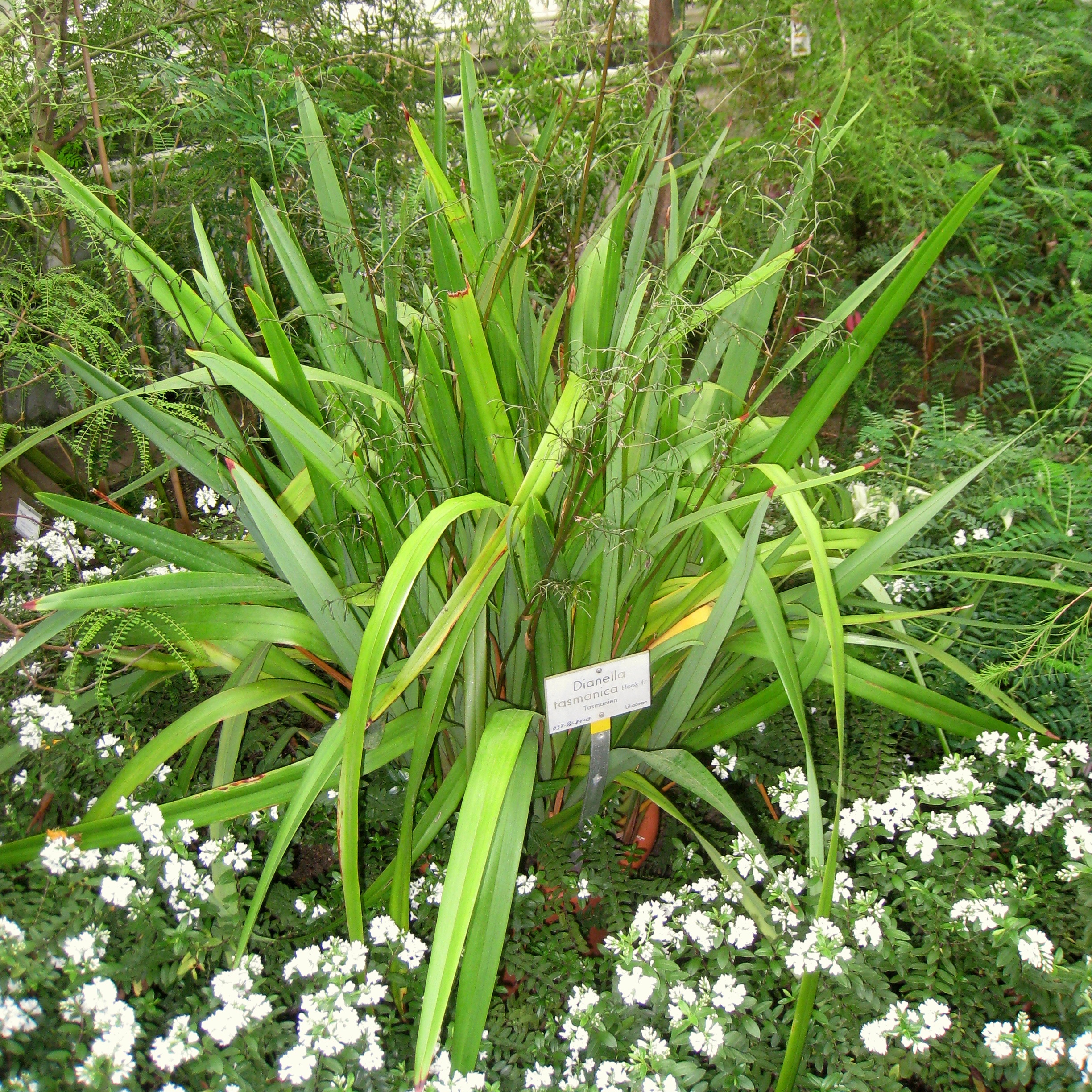 Растение Дианелла