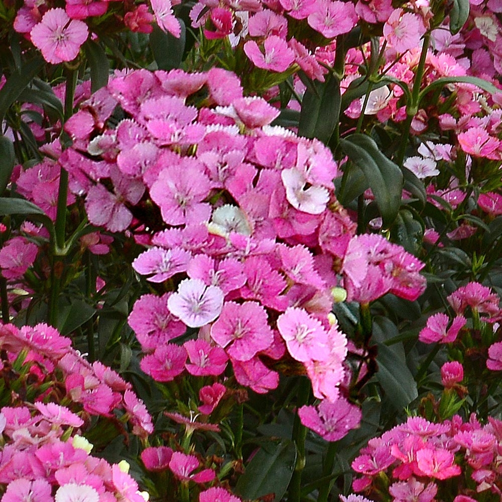 Dianthus Early Jolt Pink  illet de po te Jolt  Pink  Magic Dianthus  barbatus  