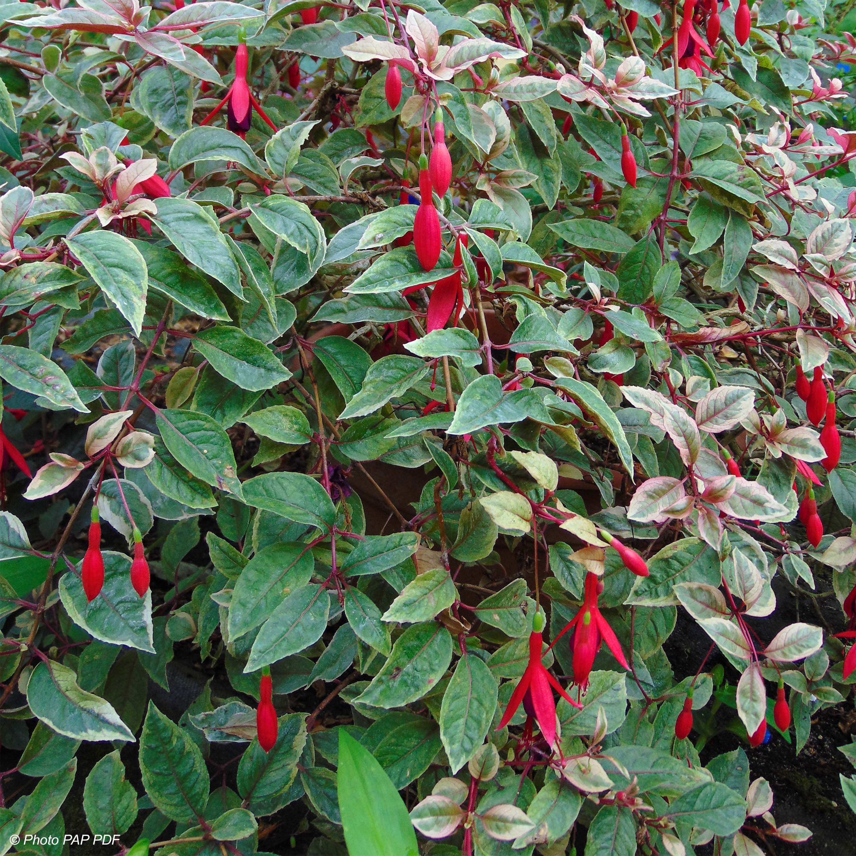 Fuchsia Tom West – Fuchsia arbustif buissonnant à feuillage panaché