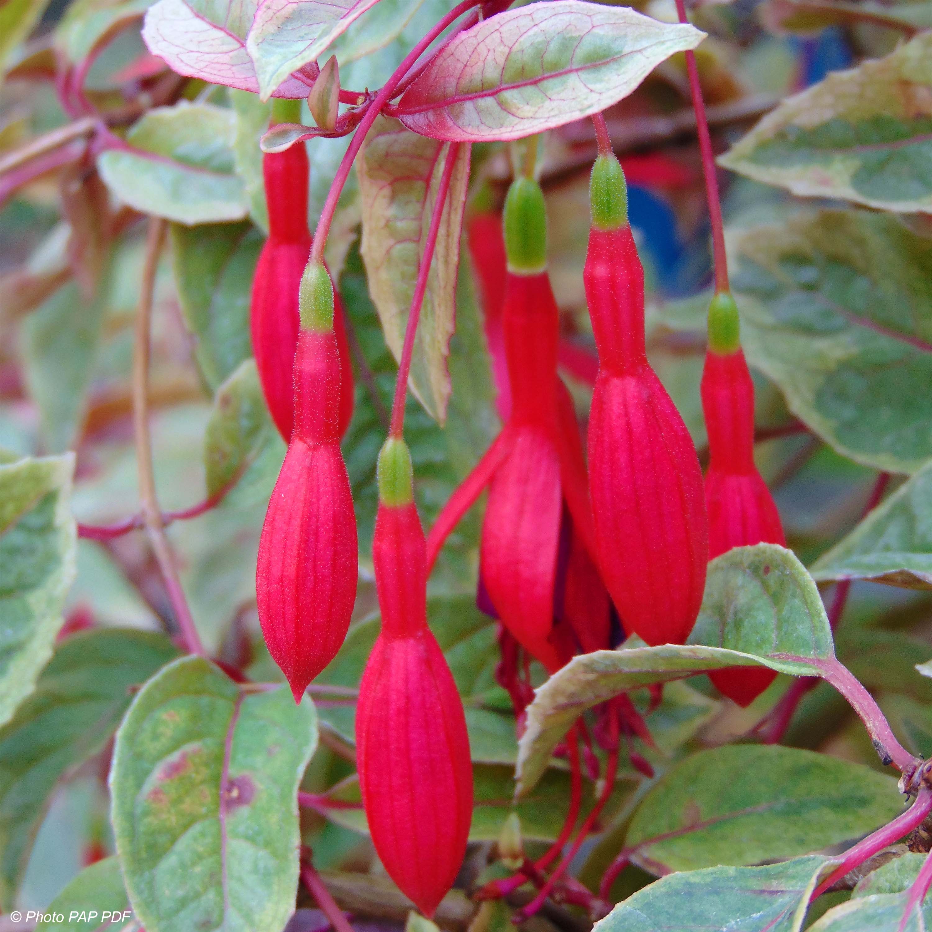 Fuchsia Tom West – Fuchsia arbustif buissonnant à feuillage panaché