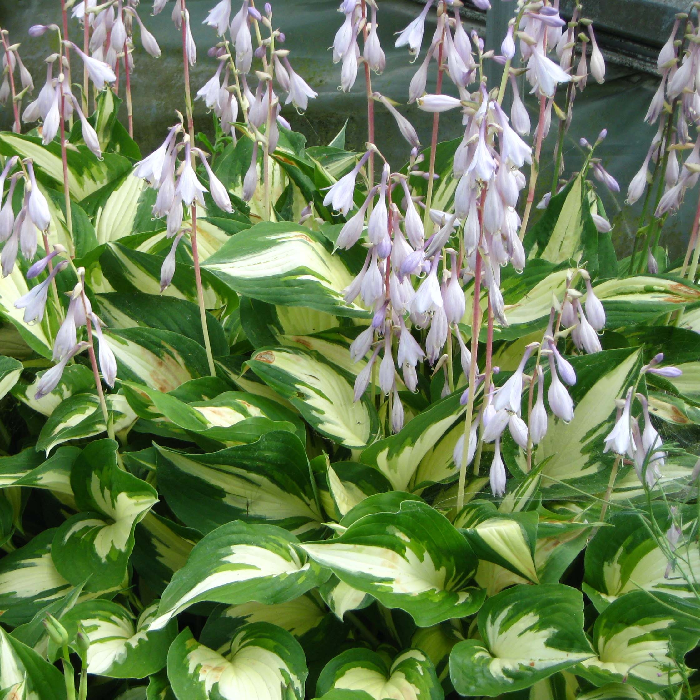 Hosta Christmas Candy - Variété moyenne aux épaisses feuilles