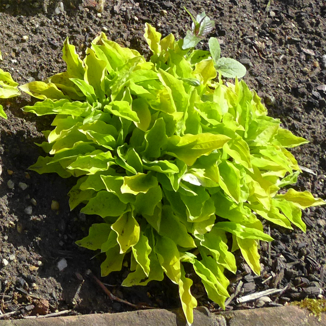 Hosta sieboldii