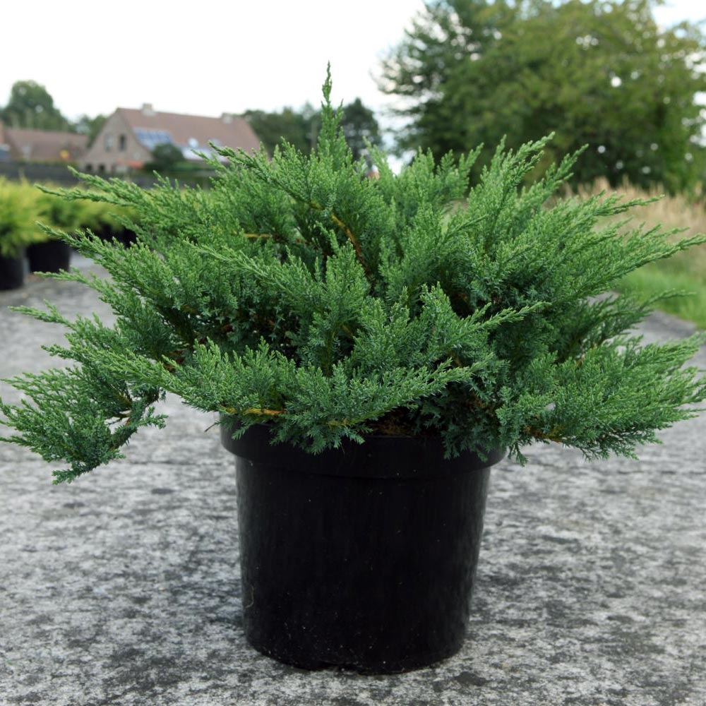 Genévrier Sabine à Feuilles De Tamaris Juniperus Sabina