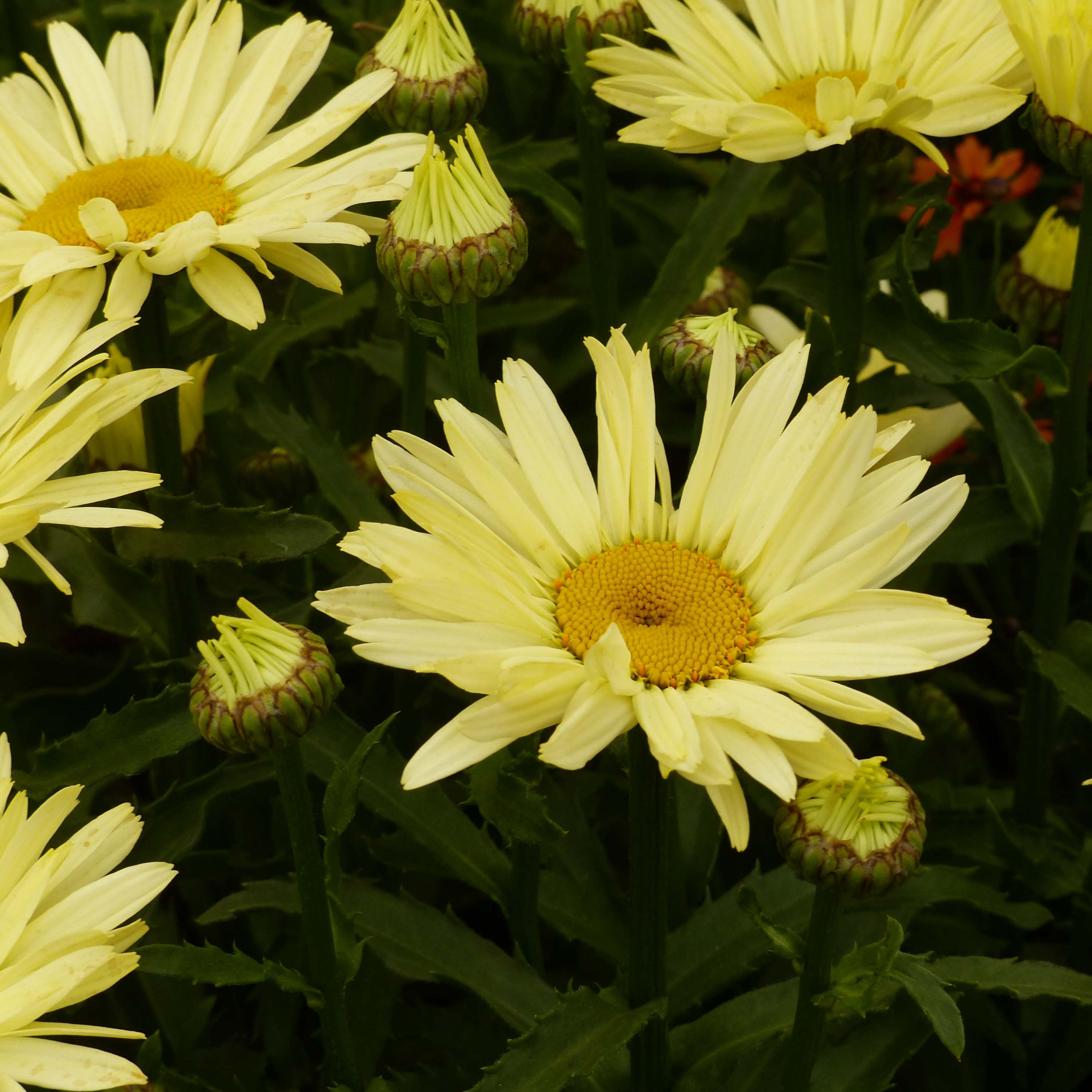 Leucanthemum superbum Broadway lights Leumayel - Grande ...