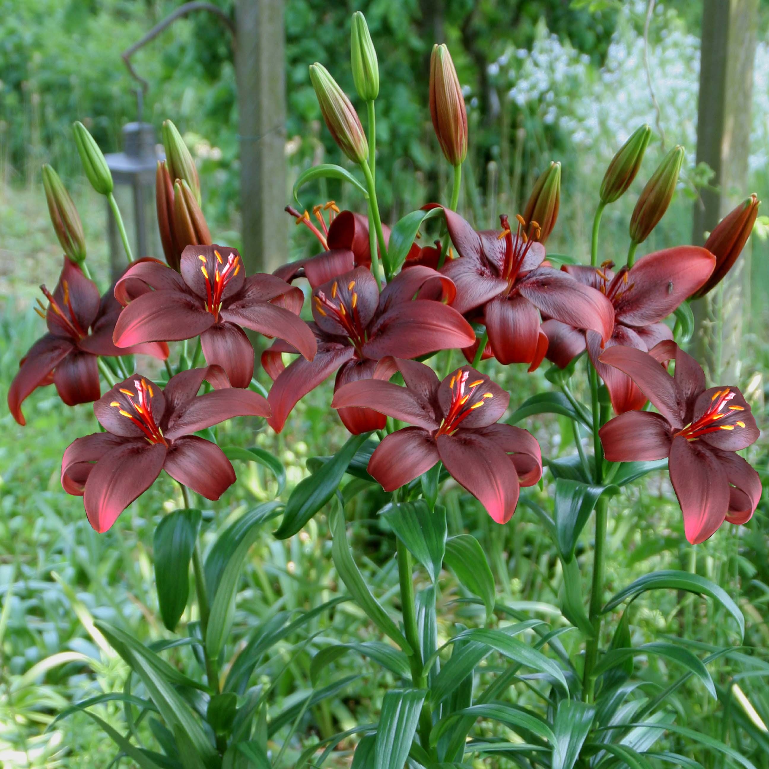 Lilium Royal Kiss Hybride de Lis  asiatique  fleurs 