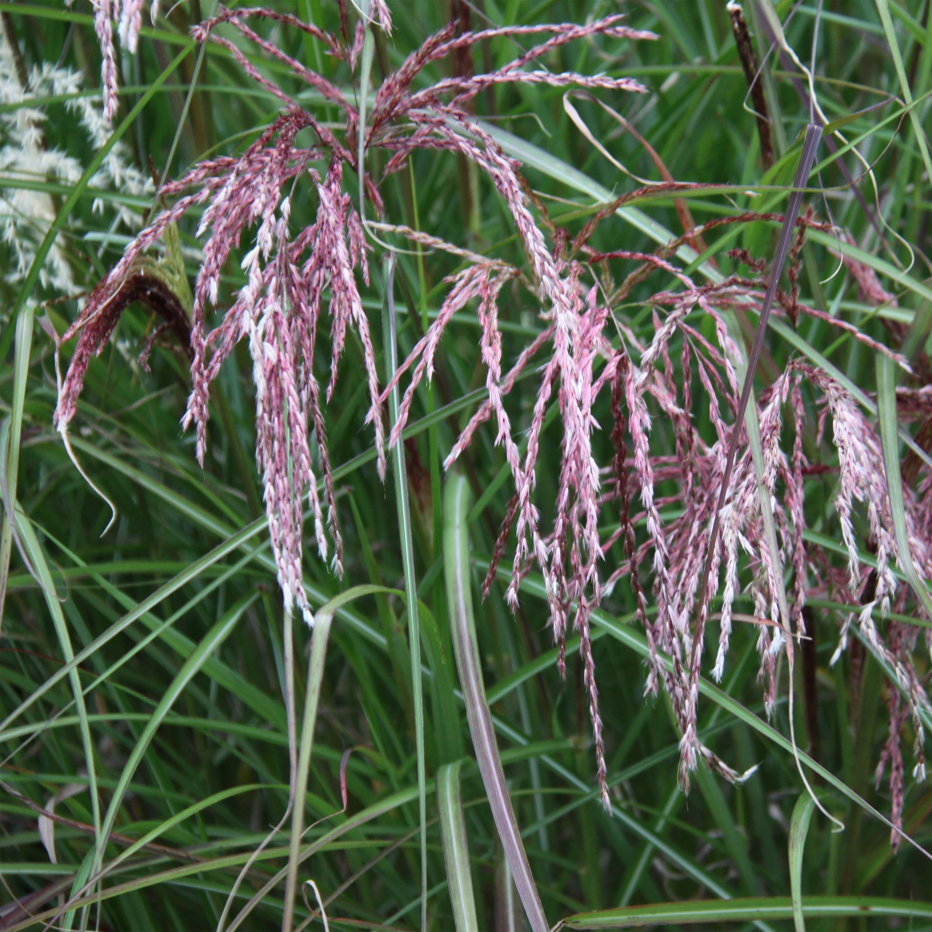 Miscanthus Sinensis Kaskade - Roseau De Chine, Graminée Vivace à ...