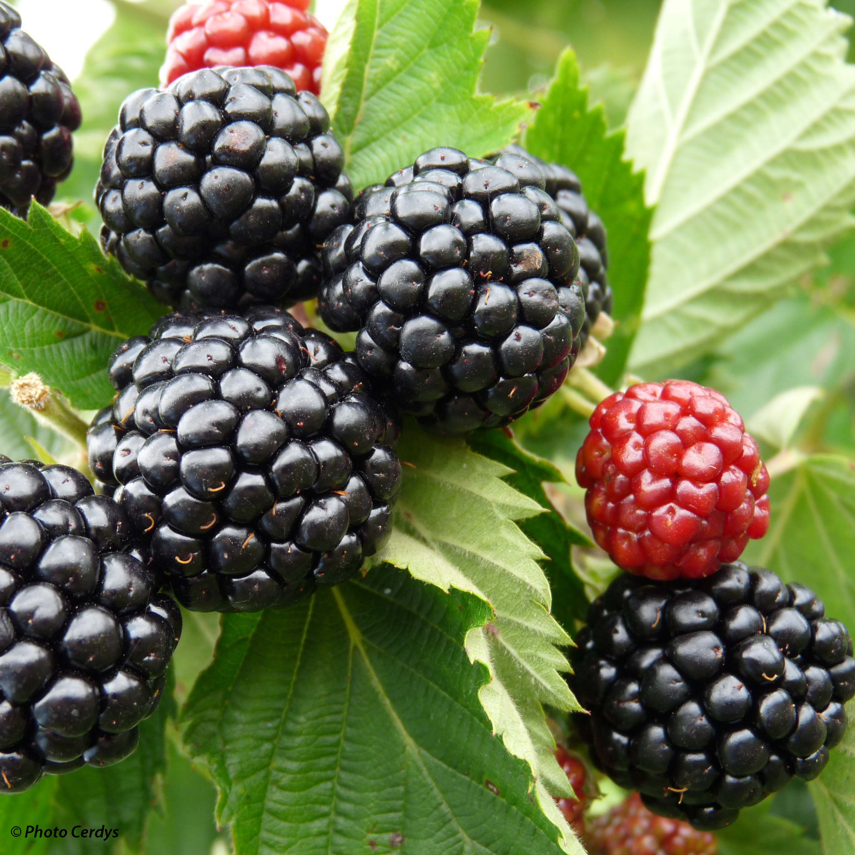 Mûre des jardins Asterina Ronce fruitière à gros fruits parfumés