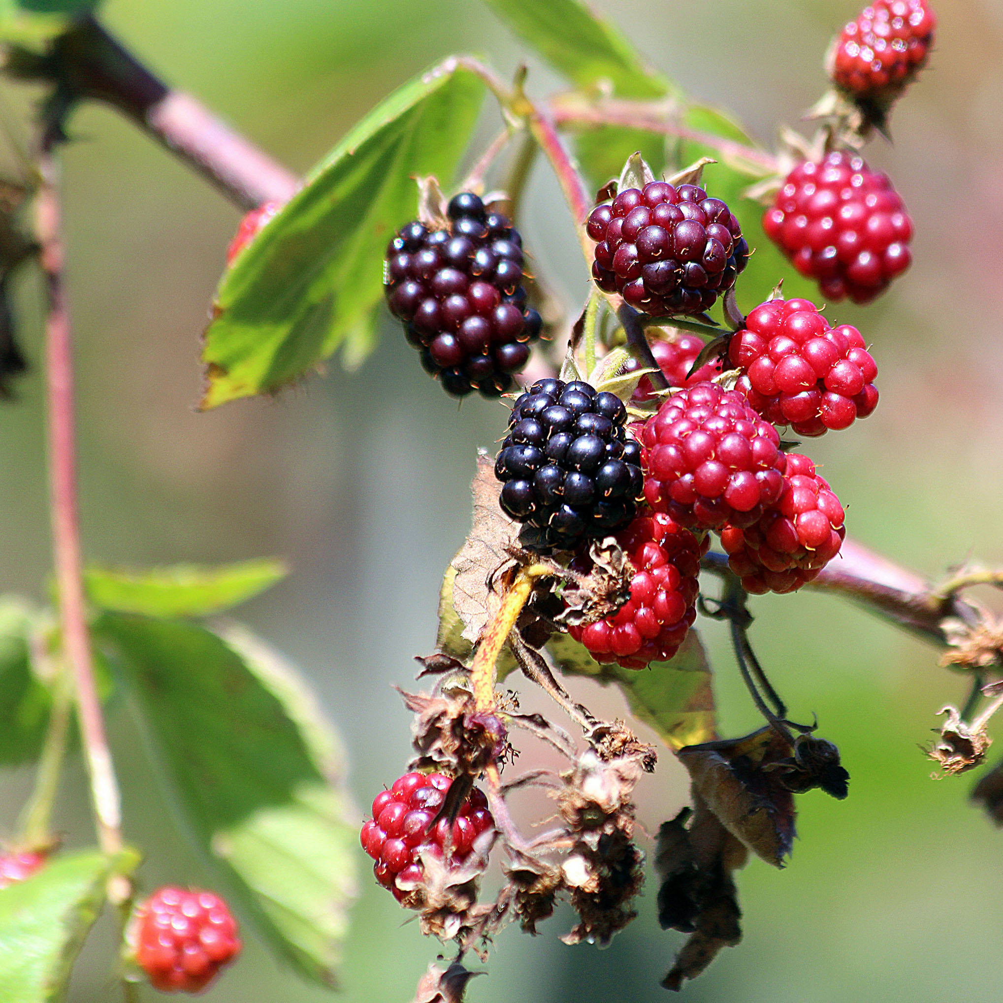 Mûre sans épines Thornfree Rubus fruticosus Rubus loganobaccus