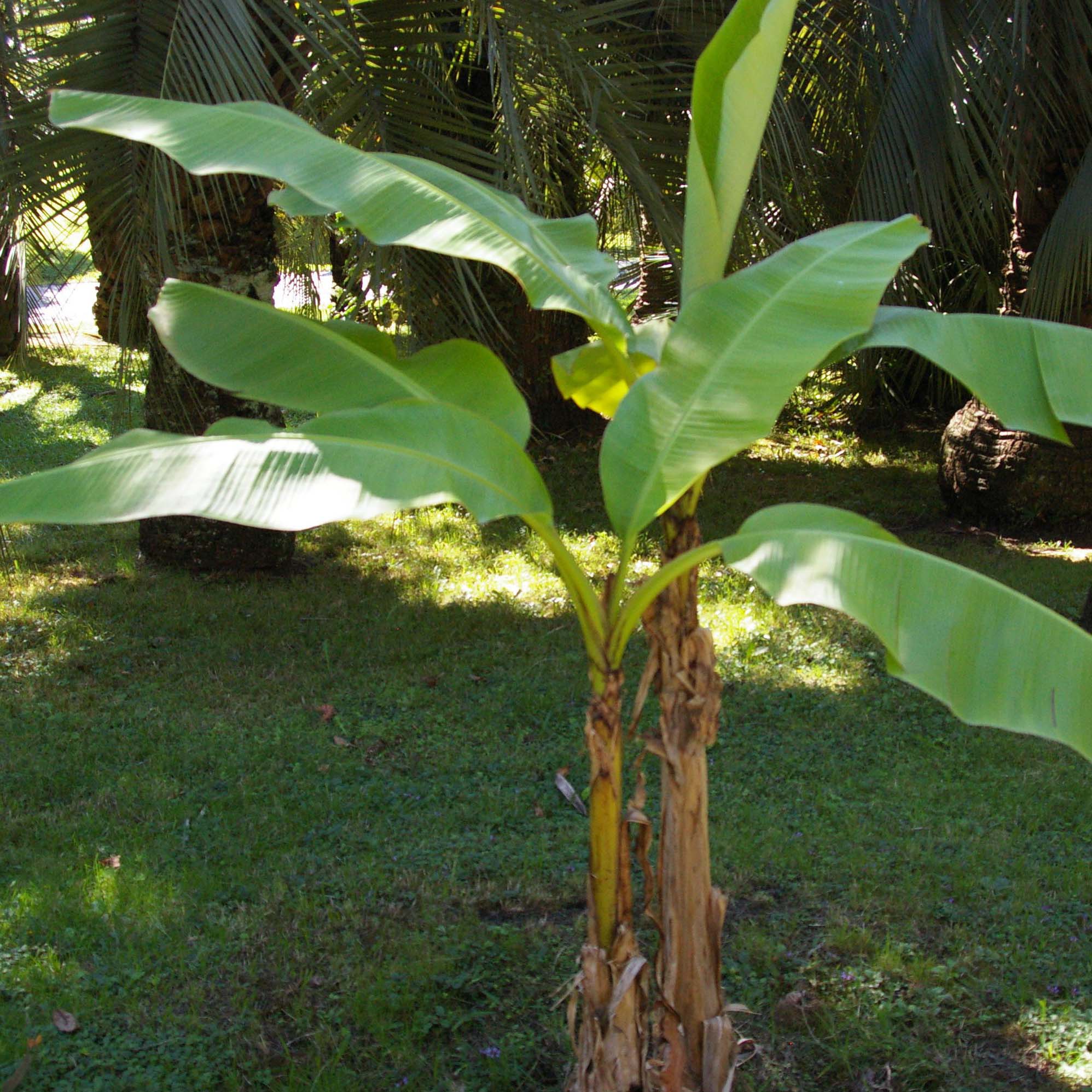 List 96+ Pictures Musa - 'basjoo' - Banana Tree Excellent