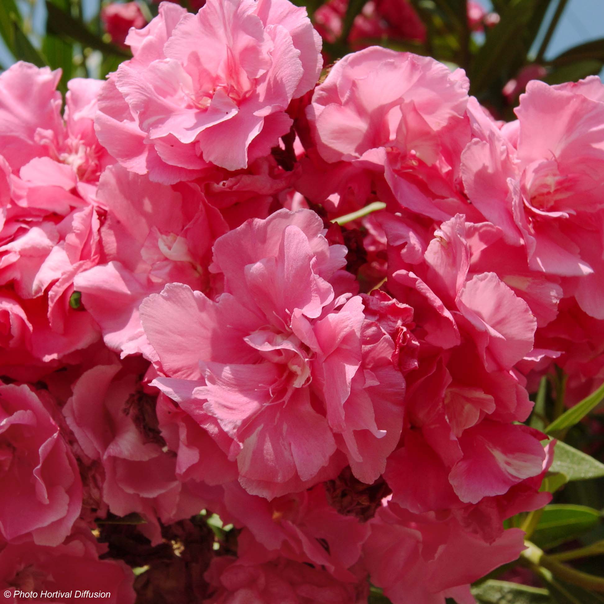 Laurier Rose Nerium Oleander Rose Double