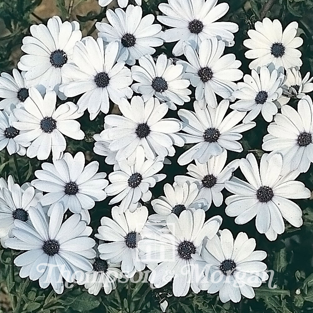 Osteospermum Glistening White 1088 1