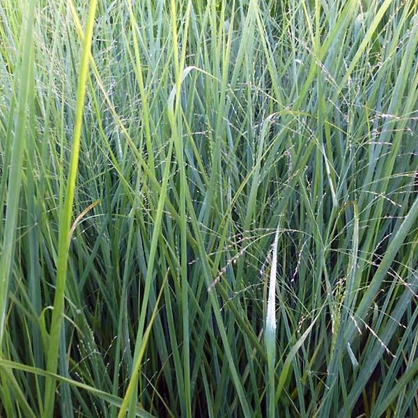 Panicum virgatum Cloud Nine - Graminée vivace haute, fort dressée au ...