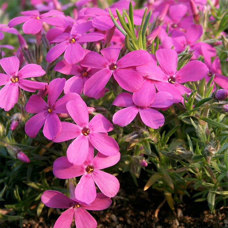 phlox mousse roses - phlox nain vivace