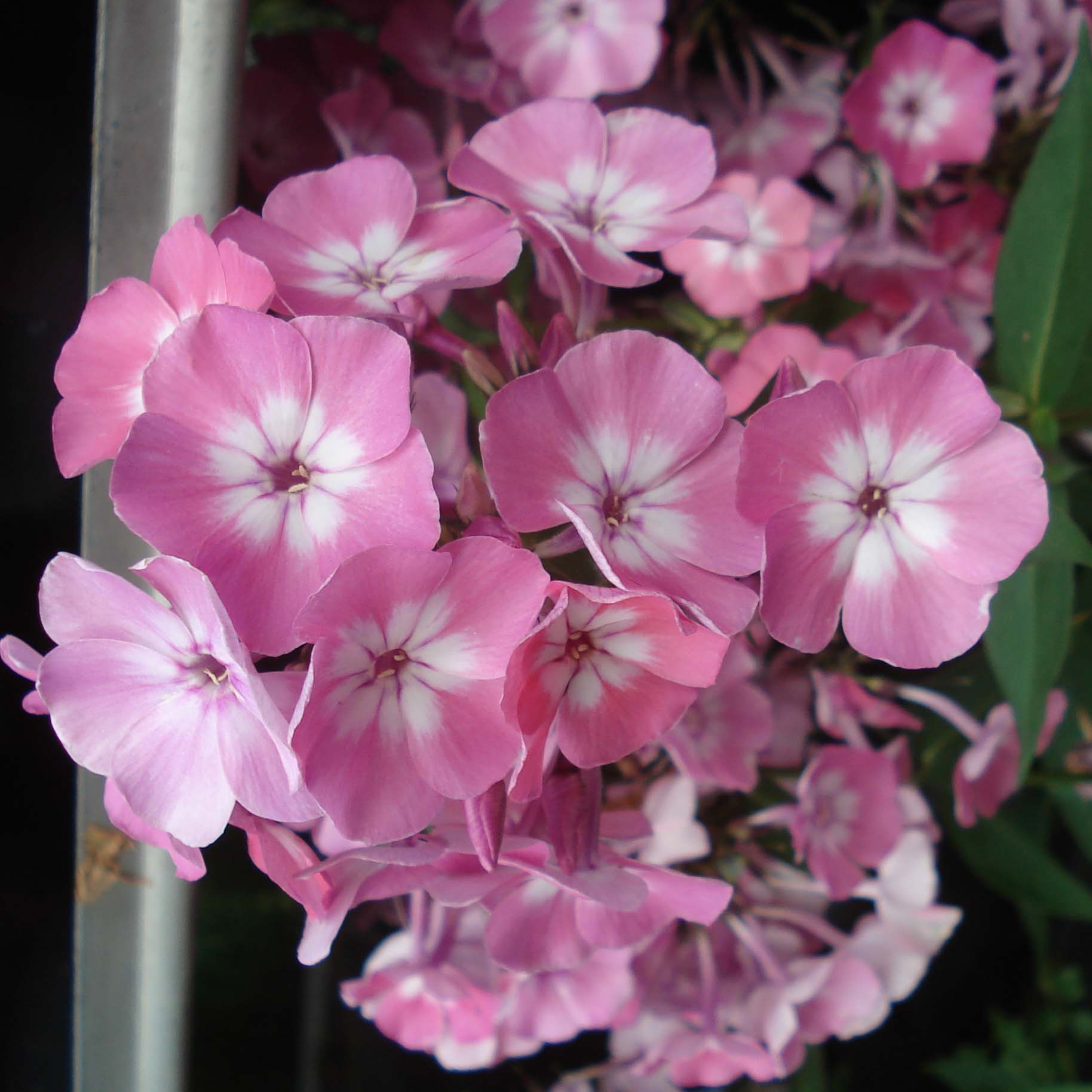 Phlox paniculata Pink Eye Flame - Phlox vivace, compact, à fleurs rose ...