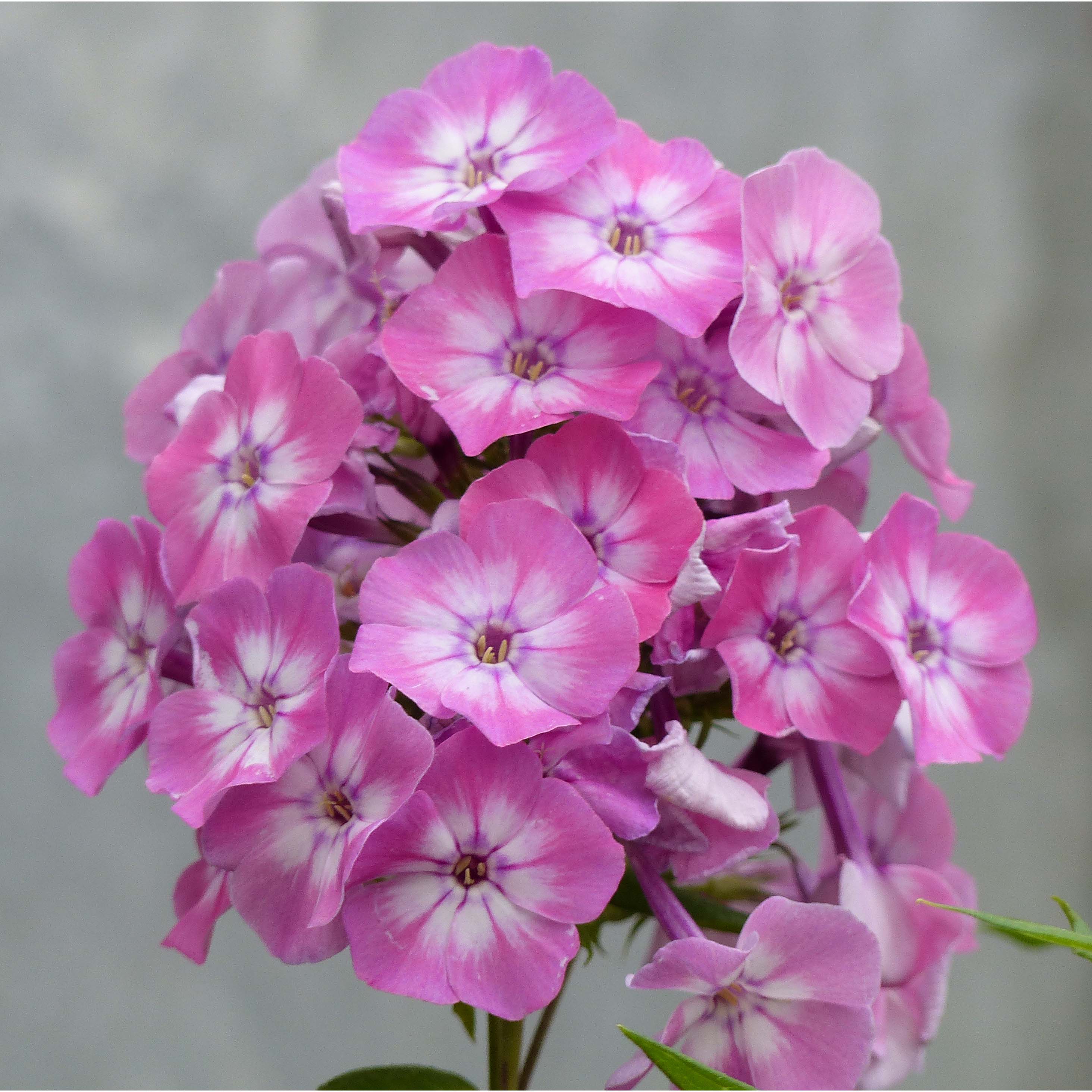 Phlox paniculata Pink Eye Flame - Phlox vivace, compact, à fleurs rose ...